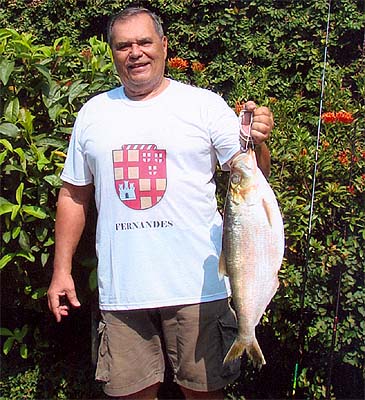 Record photograph for Pellona flavipinnis